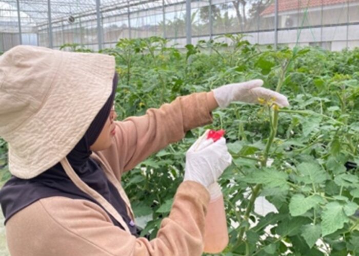 Mahasiswa Agroteknologi UPN “Veteran” Jatim Terapkan Smart Greenhouse untuk Budidaya Tomat Ceri di BBPP Ketindan
